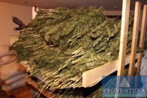 Read more about the article Insolvenzversteigerung ca. 35-40 kg Nutz-Hanfblüten und ca. 3.000 kg Nutz-Hanfkörner Finola, THC <0.2 %, ideal für Lebensmittel oder Kosmetik – Raum 37318 Heilbad Heiligenstadt – 01.03.2022 – 09:00:00