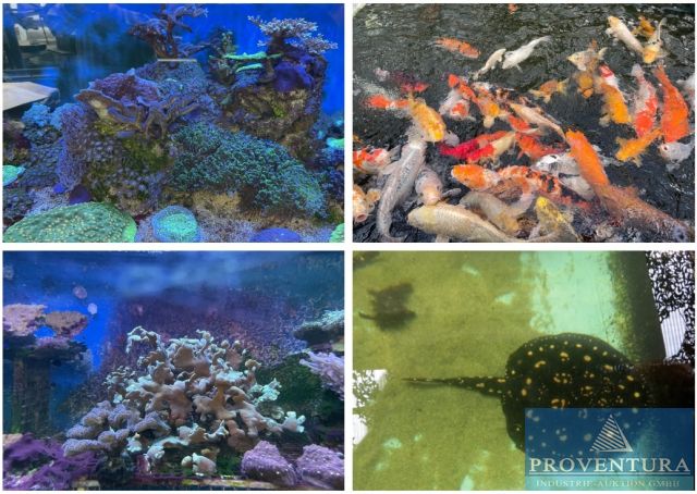 You are currently viewing Insolvenzversteigerung Aqua Schwarz GmbH: 20 Pos. Fische, 120 Ogata Kois, 80 Euro-Kois, Knabberfische, viele Korallen, Rochen etc. – 37081 Göttingen – 26.08.2024 – 09:30:00